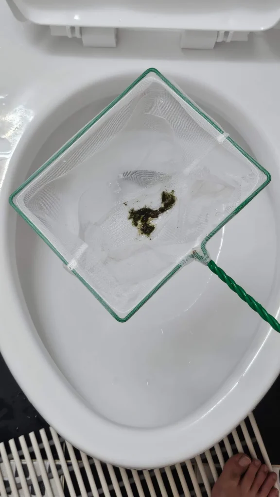 스포이드로 겨우 빨라낸 이끼 몇 조각을 버리기 전 뜰채 안에 있는 사진