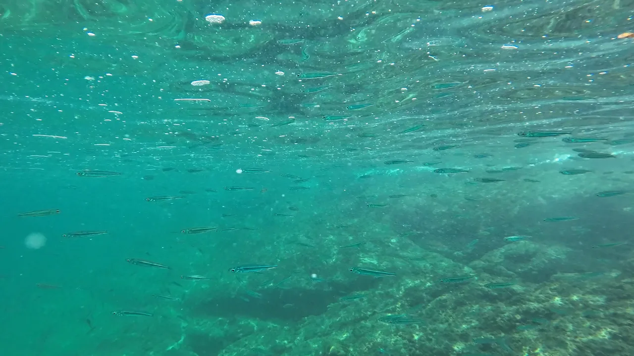 Kota Kinabalu Snorkeling at Gaya and Sapi Islands: Lunch, the Remaining Spots, and the End