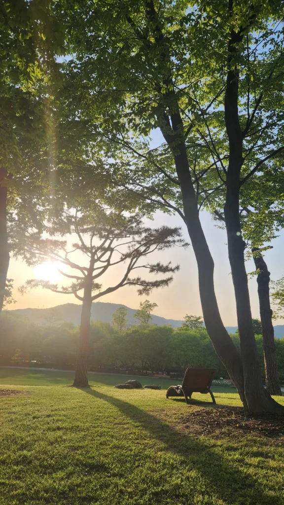 순천만 국가정원의 나무 사이로 비치는 햇살과 잔디밭의 벤치
