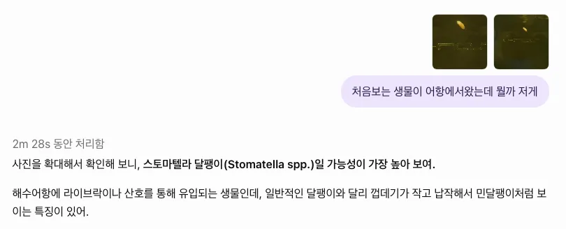 사진 속 생물이 스토마텔라 달팽이일 가능성이 높다는 GPT 답변